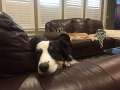 Jess_NewDoggie-Zoey_7-2018 (4)